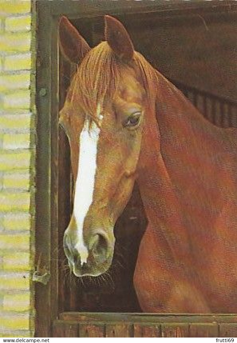 AK 210850 HORSE / PFERD - Paarden