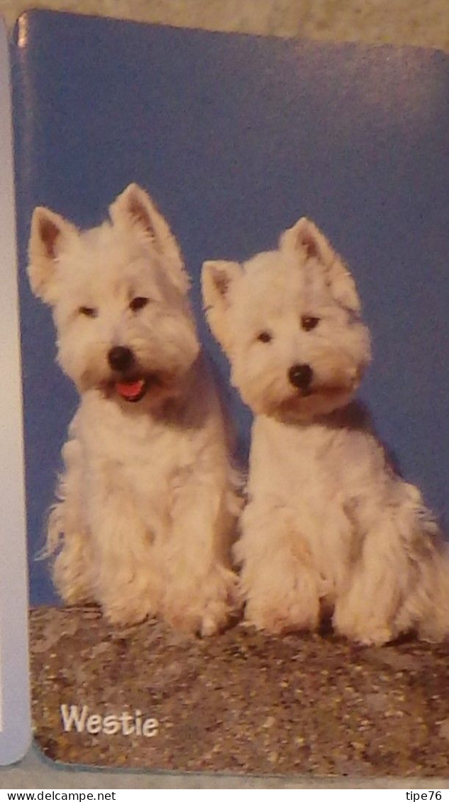 Petit Calendrier De Poche 2000 Chien Westie - St Jean Calendrier - - Klein Formaat: 1991-00