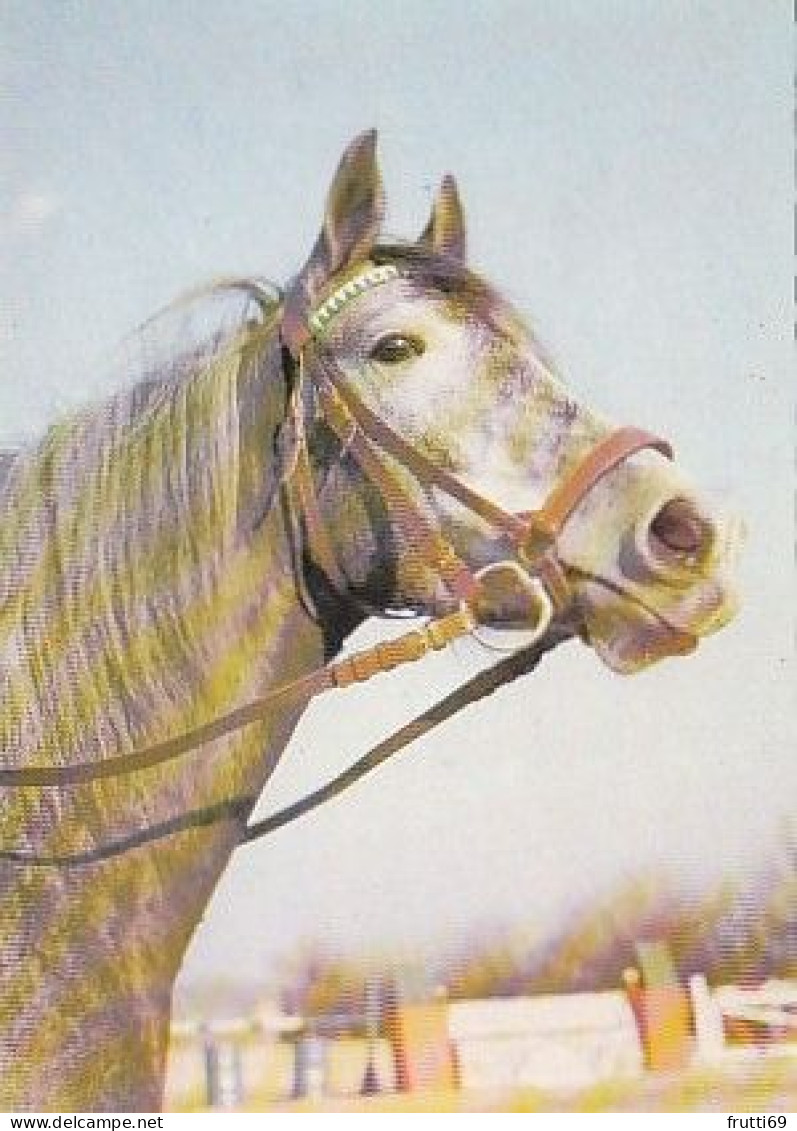 AK 210856 HORSE / PFERD - Chevaux