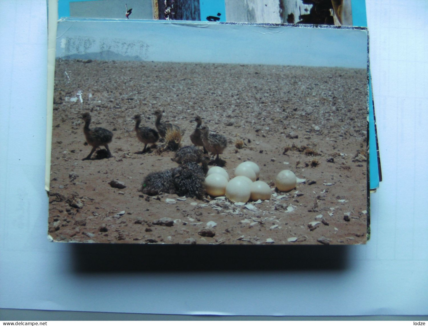 Zuid-Afrika South Africa Strauss Kuiken En Eieren Ostrich Chicks - Südafrika