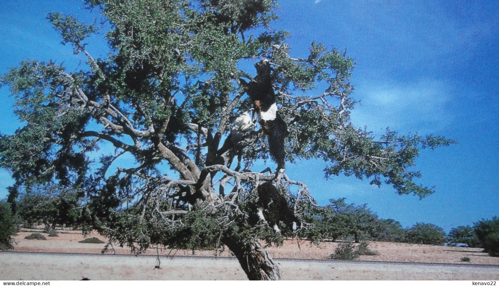 Maroc , Région D'agadir , Chèvres Sur Arganiers - Agadir