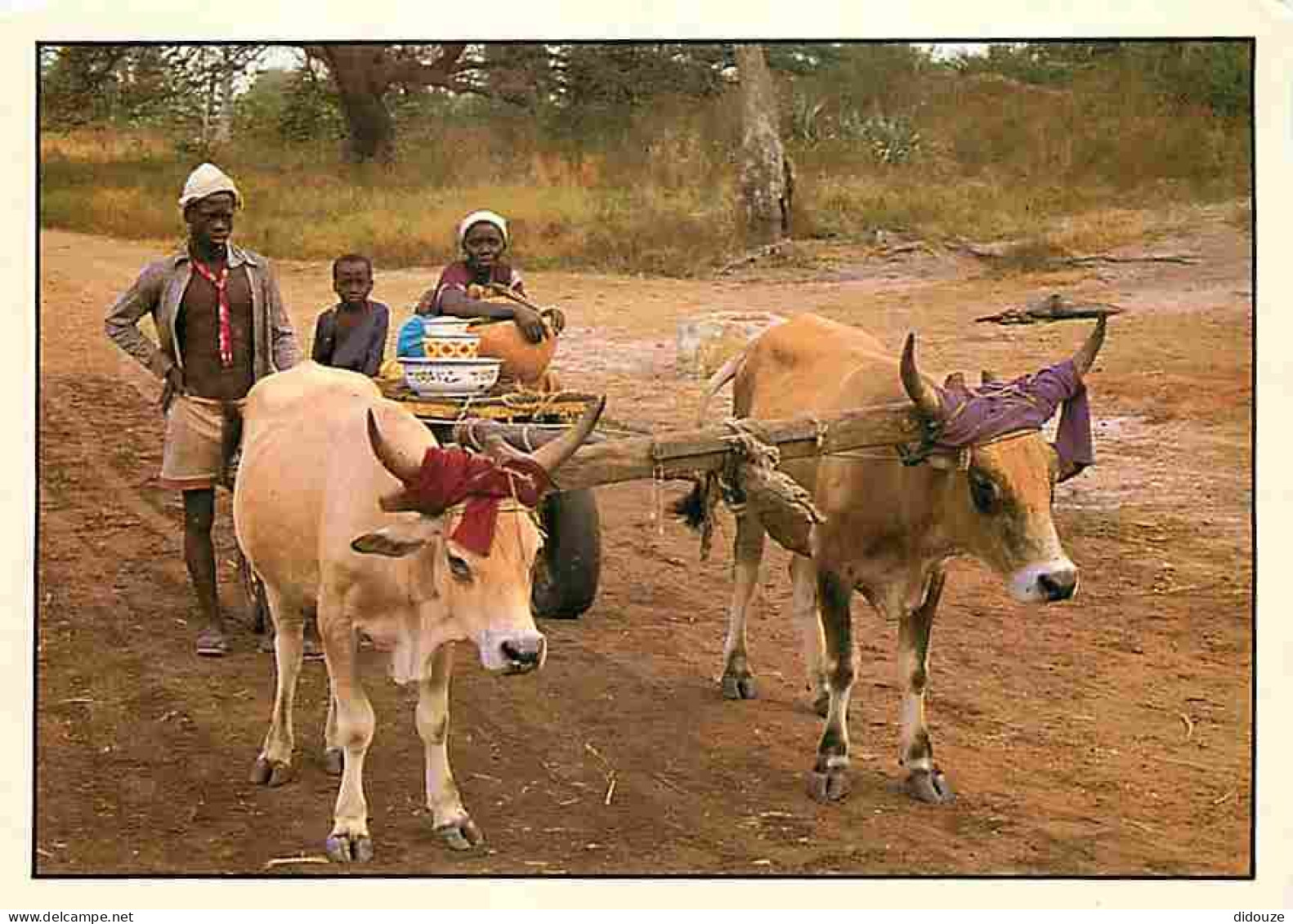 Animaux - Vaches - Sénégal - Attelage De Bœufs - Paysans - CPM - Voir Scans Recto-Verso - Cows