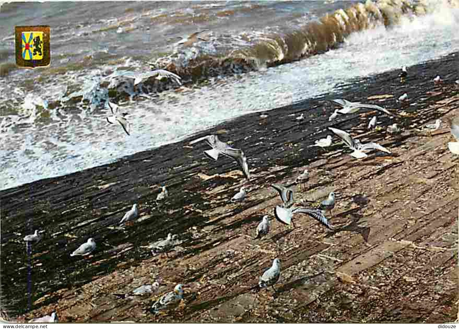 Animaux - Oiseaux - Vol D'oiseaux - Cote Belge - CPM - Voir Scans Recto-Verso - Birds