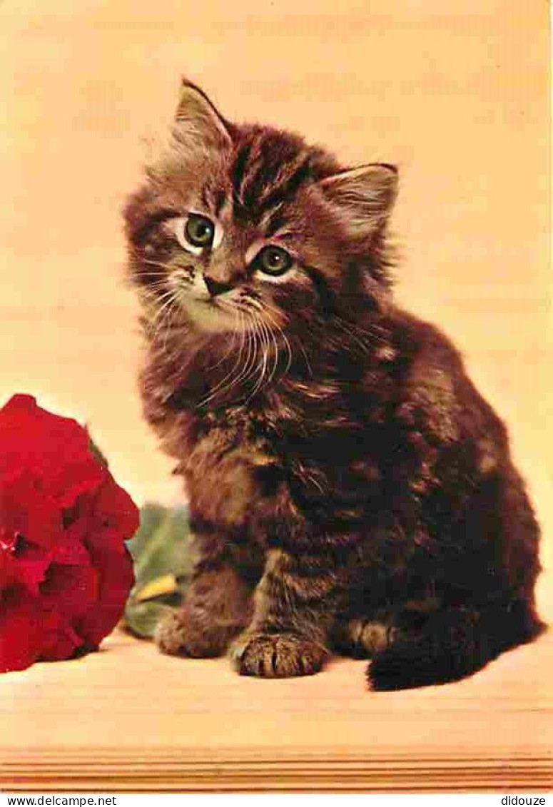 Animaux - Chats - Chatons - Portrait - CPM - Voir Scans Recto-Verso - Cats