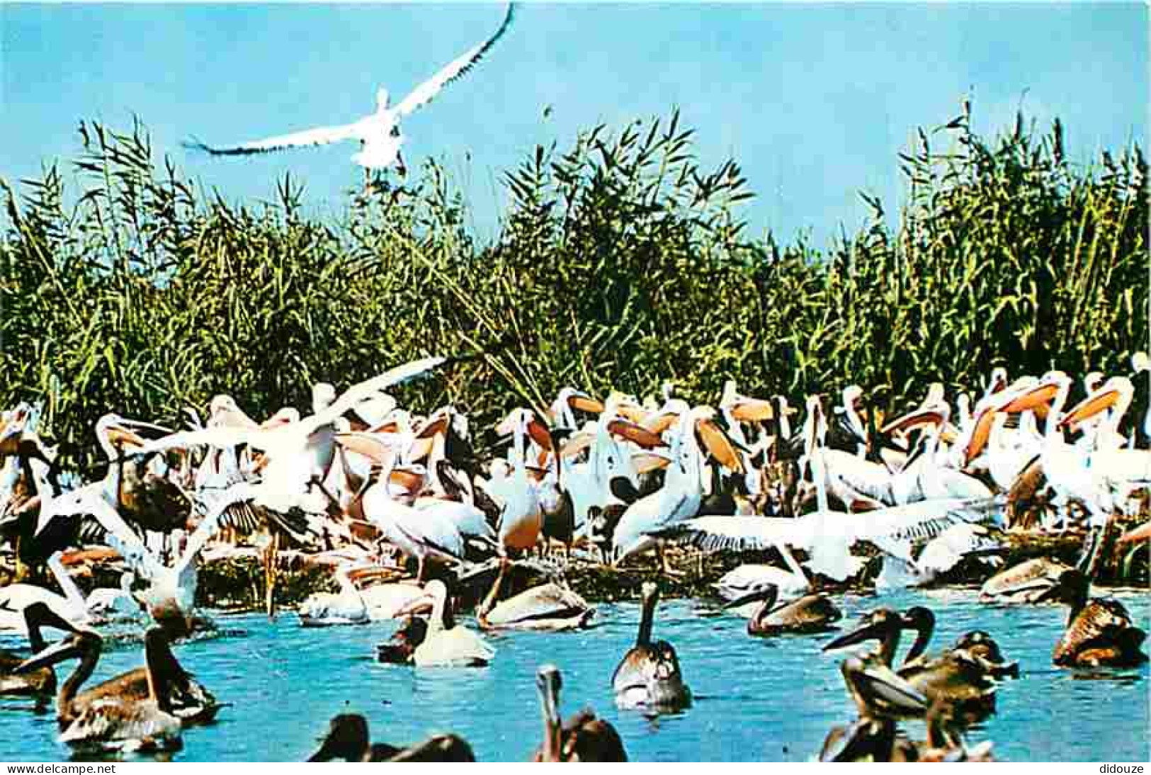 Animaux - Oiseaux - Colonie De Pélicans Dans Le Delta Du Danube - CPM - Voir Scans Recto-Verso - Birds