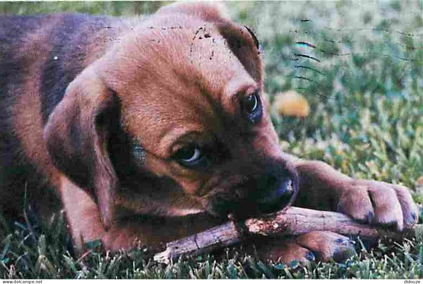 Animaux - Chiens - CPM - Voir Scans Recto-Verso - Dogs