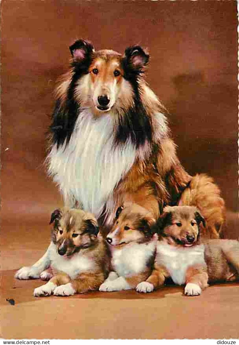 Animaux - Chiens - Colley - Chiots - CPM - Voir Scans Recto-Verso - Chiens