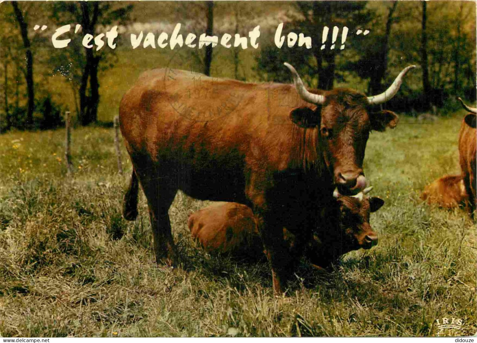 Animaux - Vaches - Carte à Message Humoristique - CPM - Voir Scans Recto-Verso - Vaches