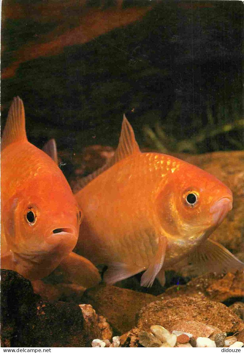 Animaux - Poissons - Poissons Rouges - Goldfische - CPM - Voir Scans Recto-Verso - Poissons Et Crustacés