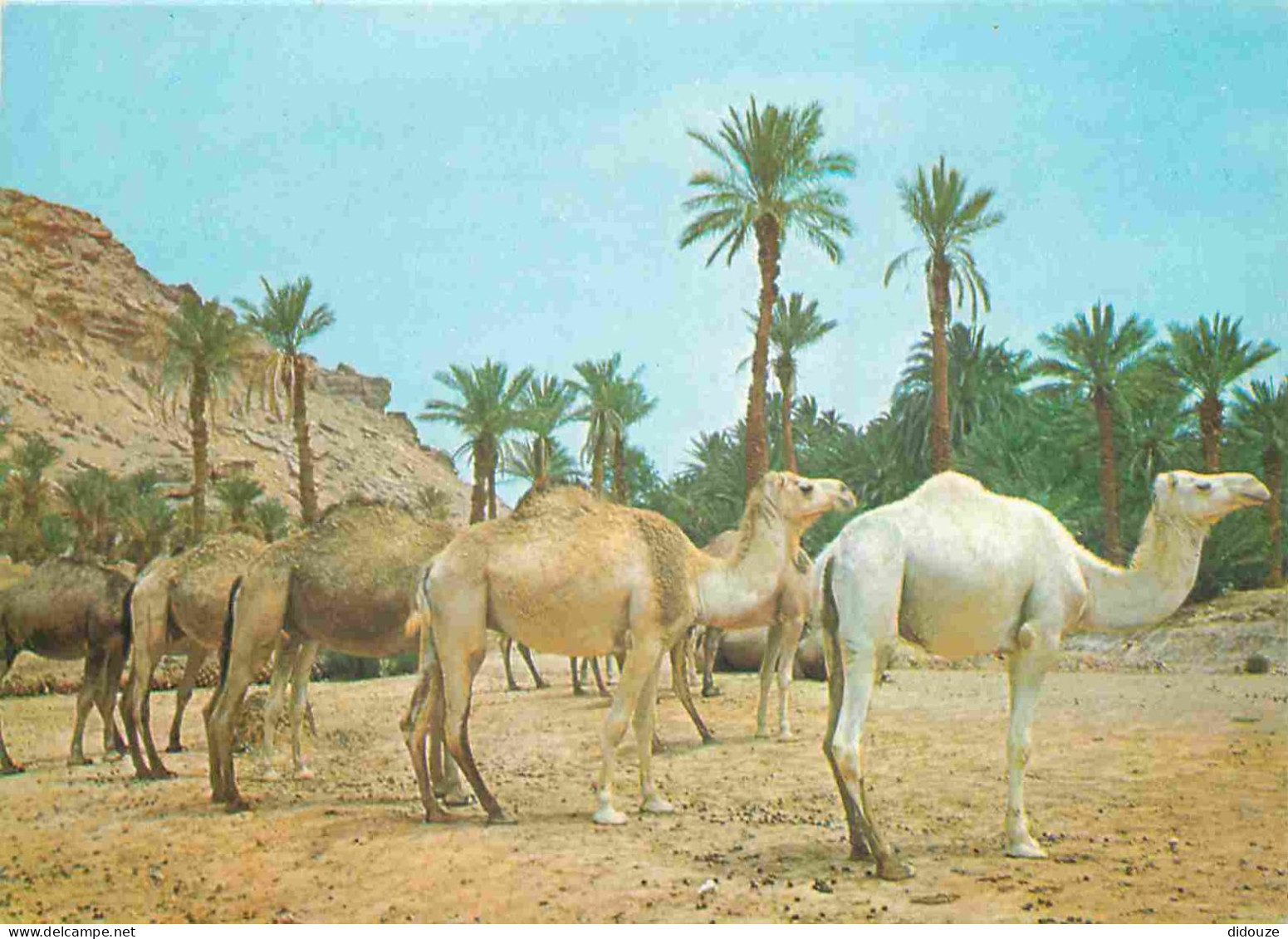 Animaux - Camélidés - Halte Dans L'Oasis - CPM - Voir Scans Recto-Verso - Autres & Non Classés