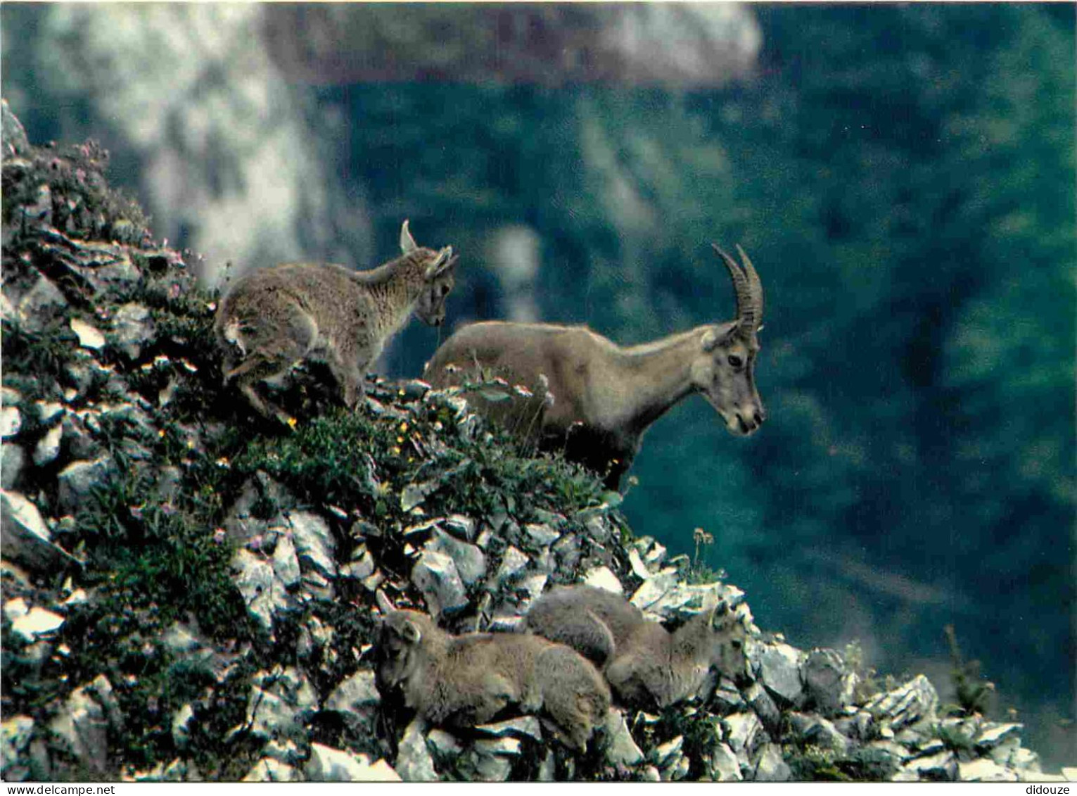 Animaux - Bouquetins - CPM - Voir Scans Recto-Verso - Autres & Non Classés