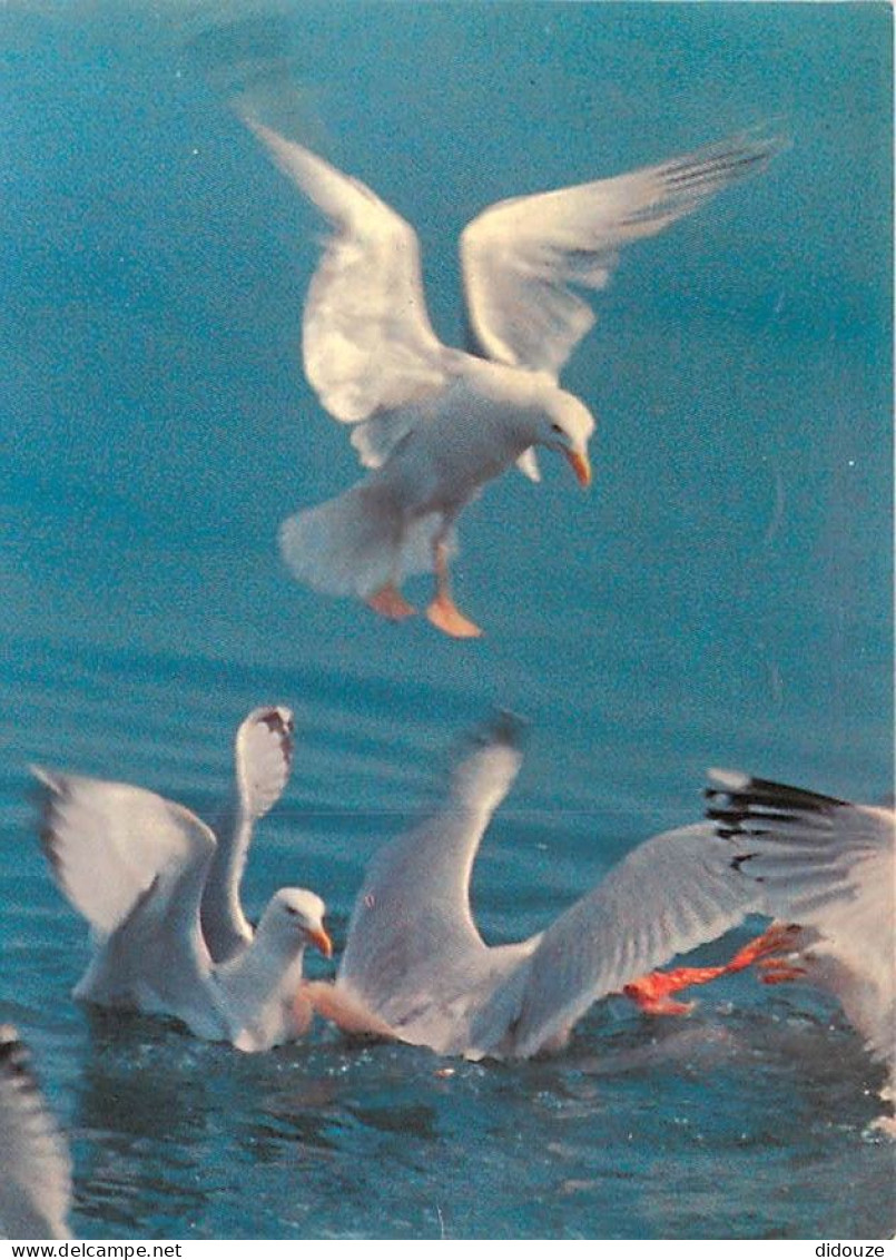 Animaux - Oiseaux - Oiseaux De Mer - Mouettes - CPM - Voir Scans Recto-Verso - Oiseaux