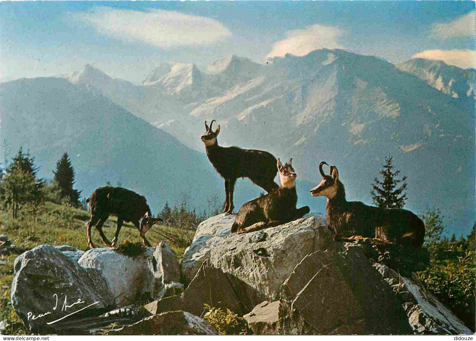 Animaux - Chamois - Animaux Des Alpes - Une Harde De Chamois Au Repos - CPM - Voir Scans Recto-Verso - Autres & Non Classés