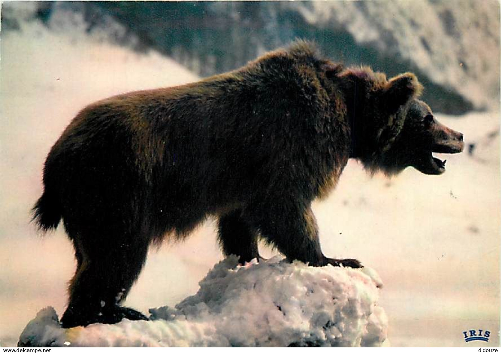 Animaux - Ours - Ours Des Pyrénées - CPM - Voir Scans Recto-Verso - Beren