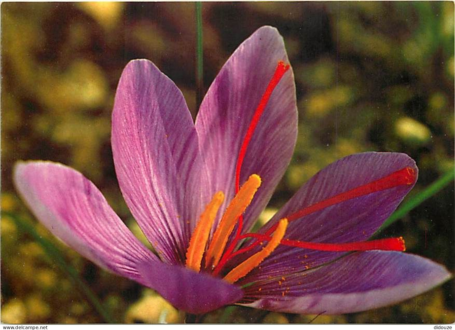 Fleurs - CPM - Voir Scans Recto-Verso - Flores