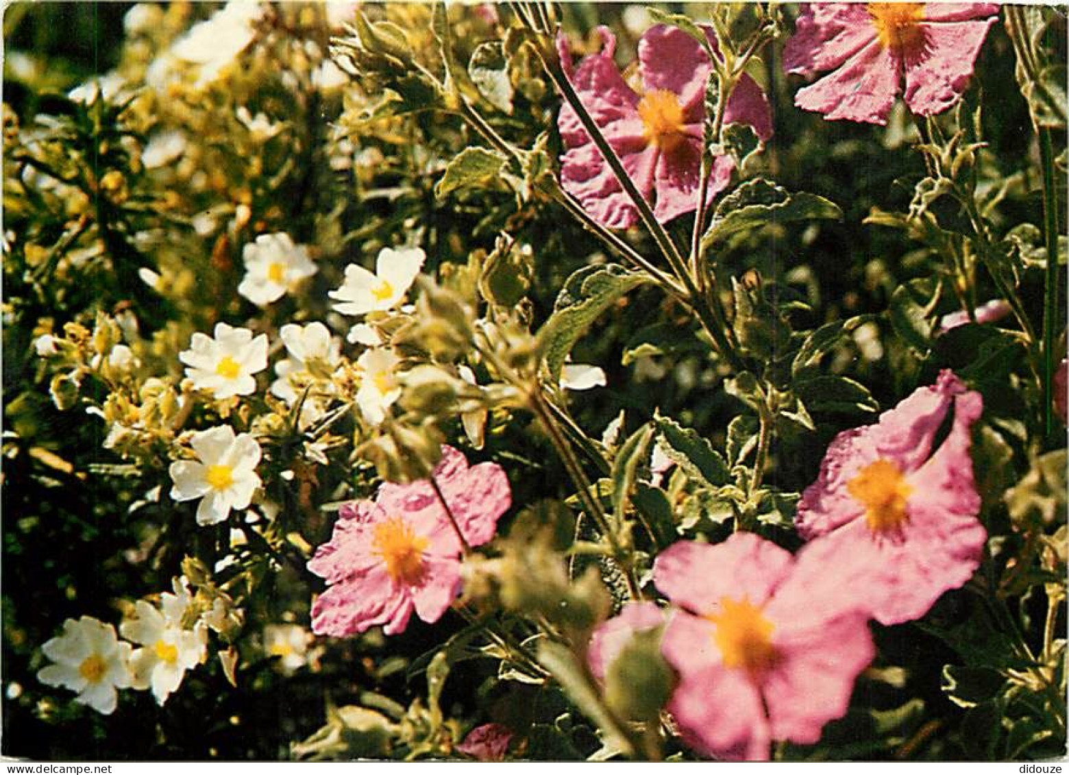 Fleurs - CPM - Voir Scans Recto-Verso - Bloemen