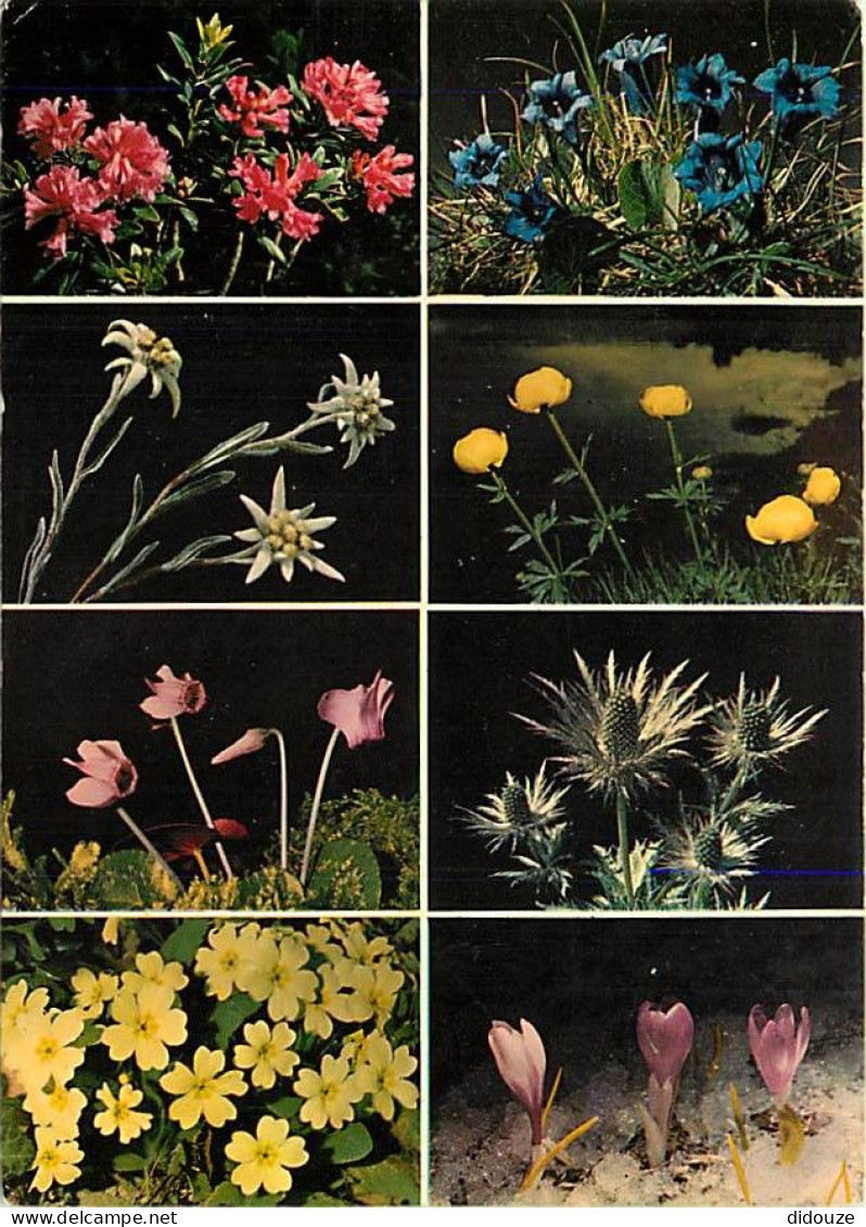 Fleurs - CPM - Voir Scans Recto-Verso - Blumen