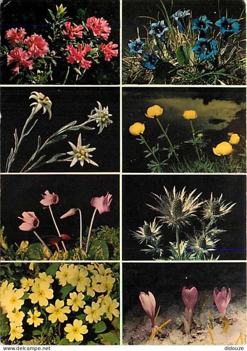 Fleurs - CPM - Voir Scans Recto-Verso - Flores