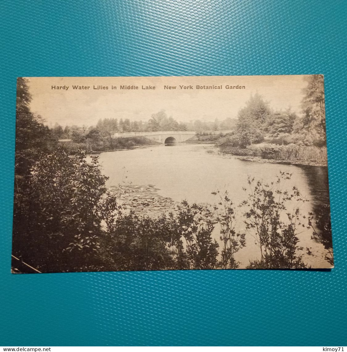 Hardy Water Lilies In Middle Lake - New York Botanical Garden. - Andere & Zonder Classificatie