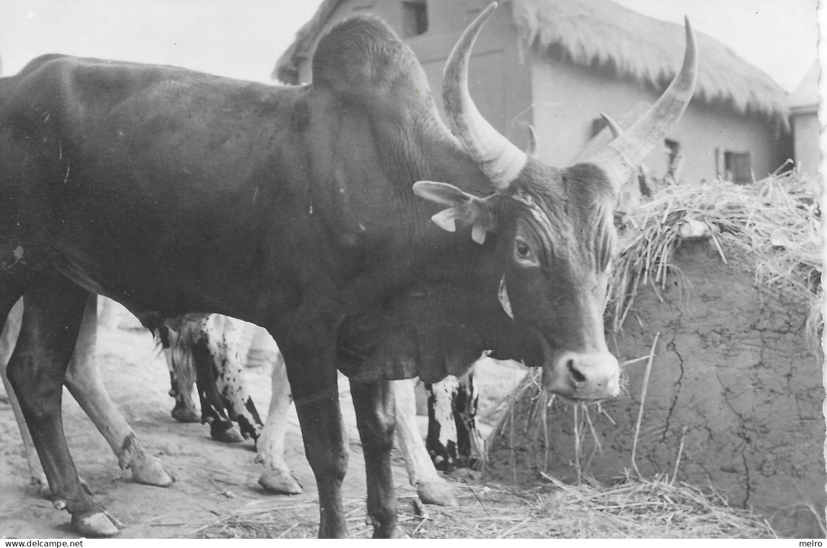 CPSM - BOEUFS (Photo M. Benard) Publicité Des Laboratoires Roland-Marie (Paris) (Circulé En 1955) - Cows