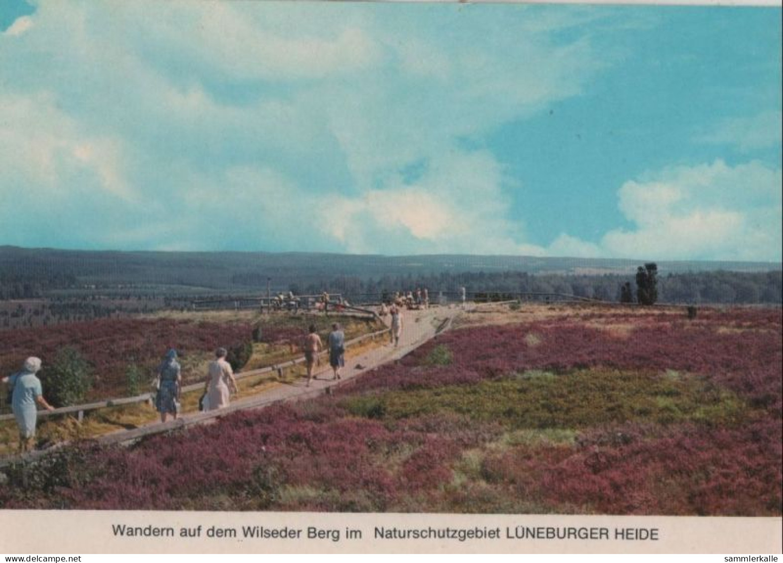 74459 - Lüneburger Heide - Wandern Auf Dem Wilseder Berg - Ca. 1965 - Lüneburger Heide