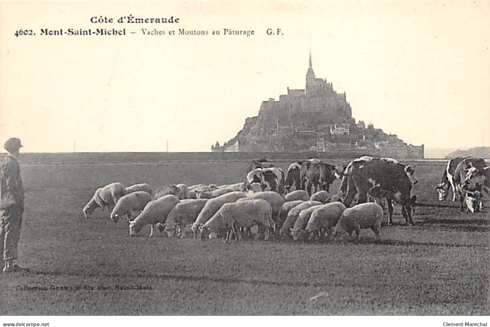 MONT SAINT MICHEL - Vaches Et Moutons Au Pâturage - Très Bon état - Le Mont Saint Michel