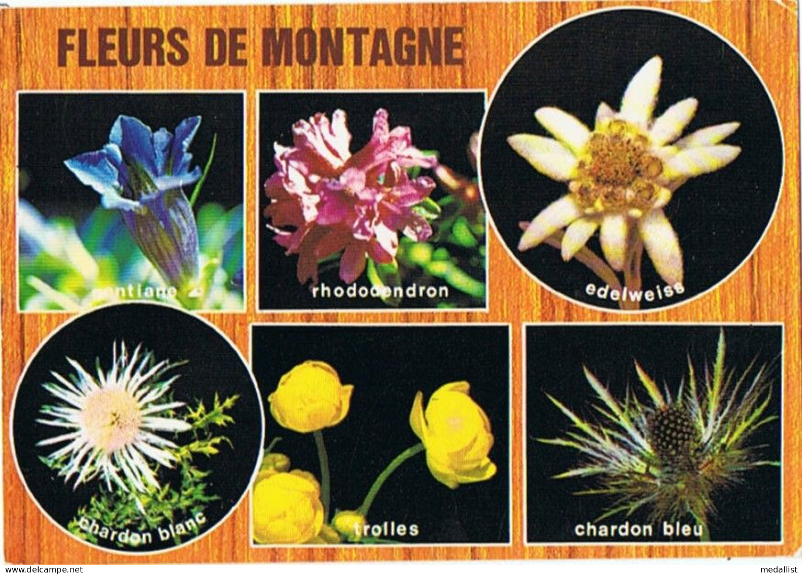 CPM..FLEURS DE MONTAGNE - Fleurs