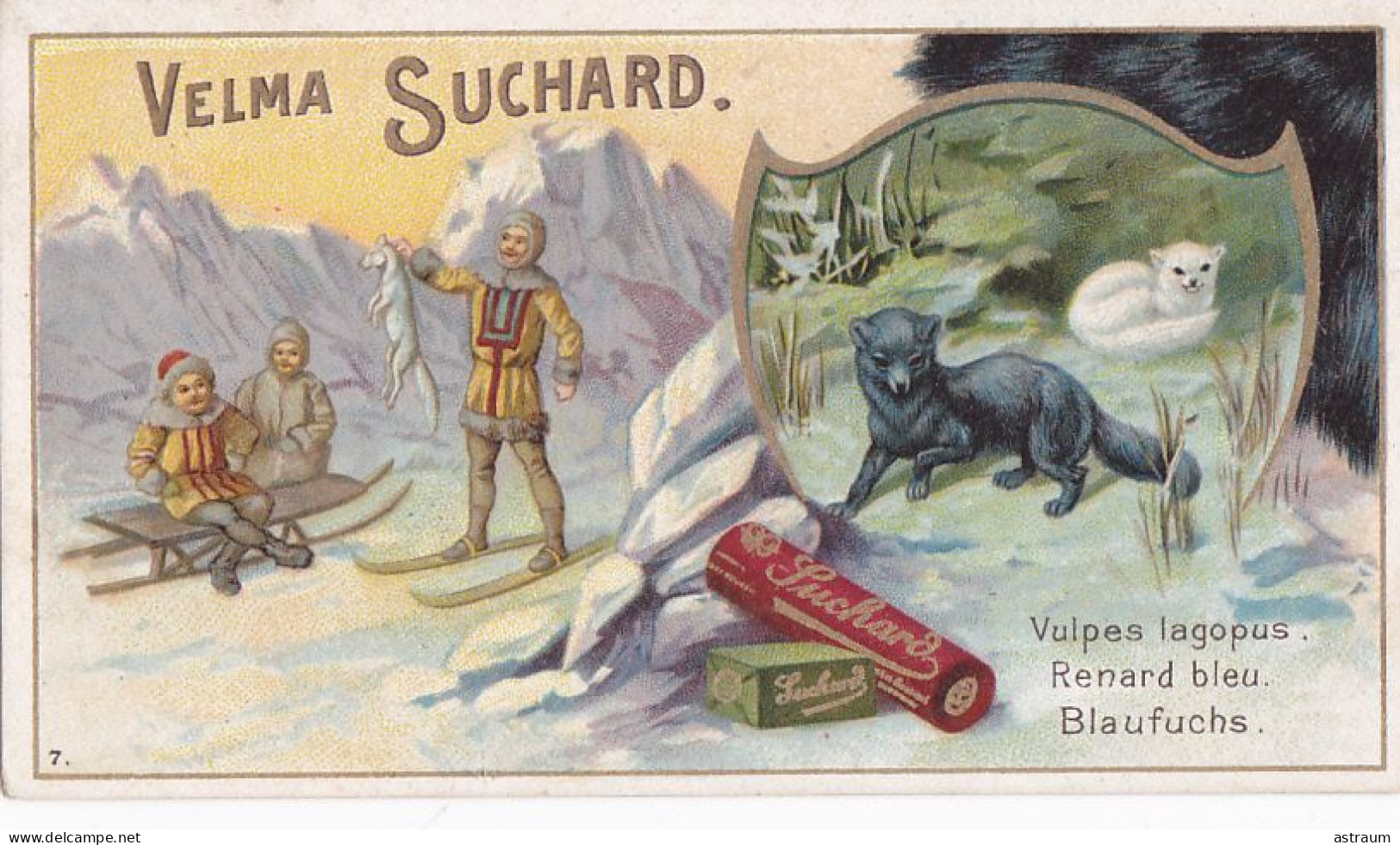 Chromo -publicité Chocolat Suchard -peu Courante- Renard Bleu - Velma - Suchard