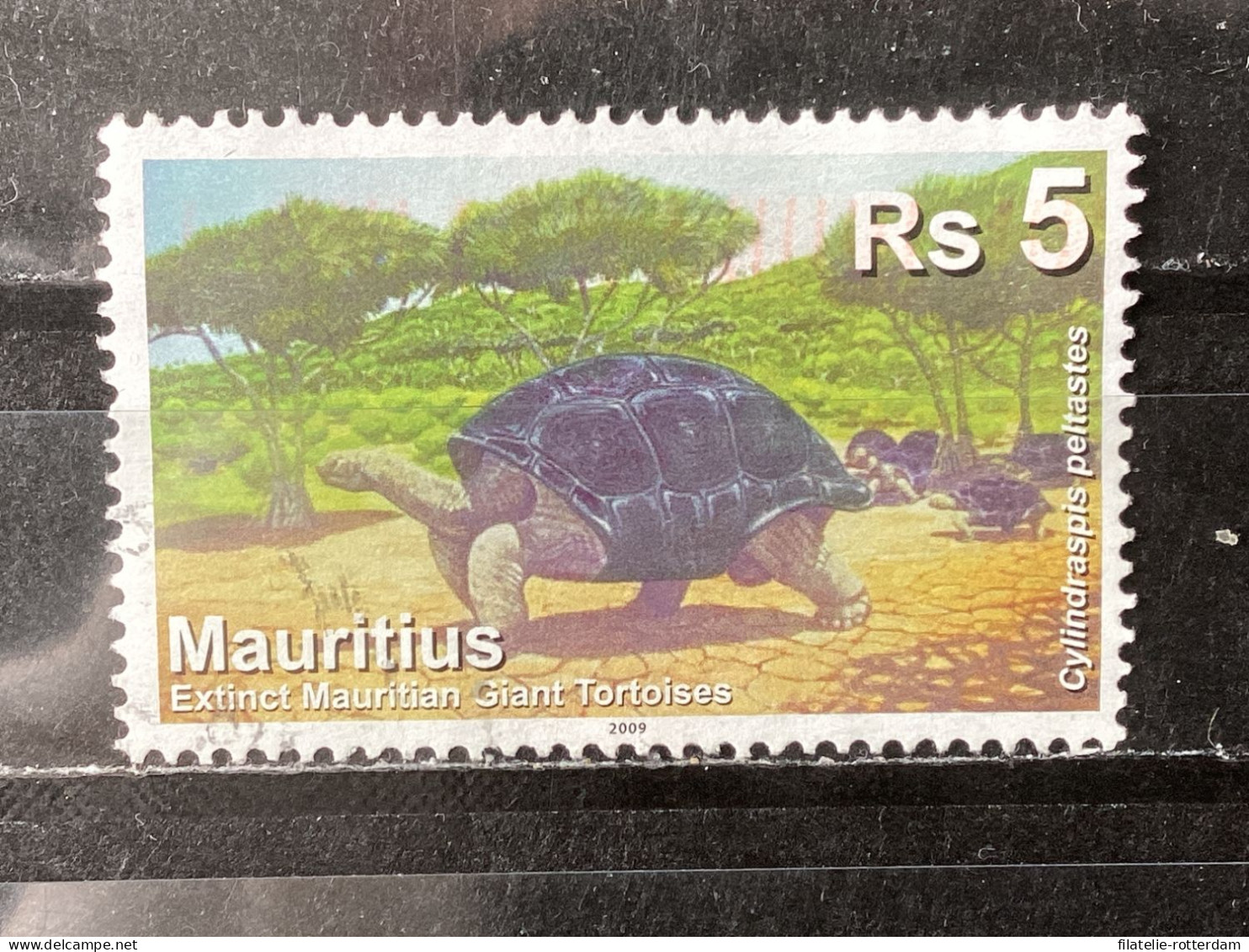 Mauritius - Turtles (5) 2009 - Mauritius (1968-...)