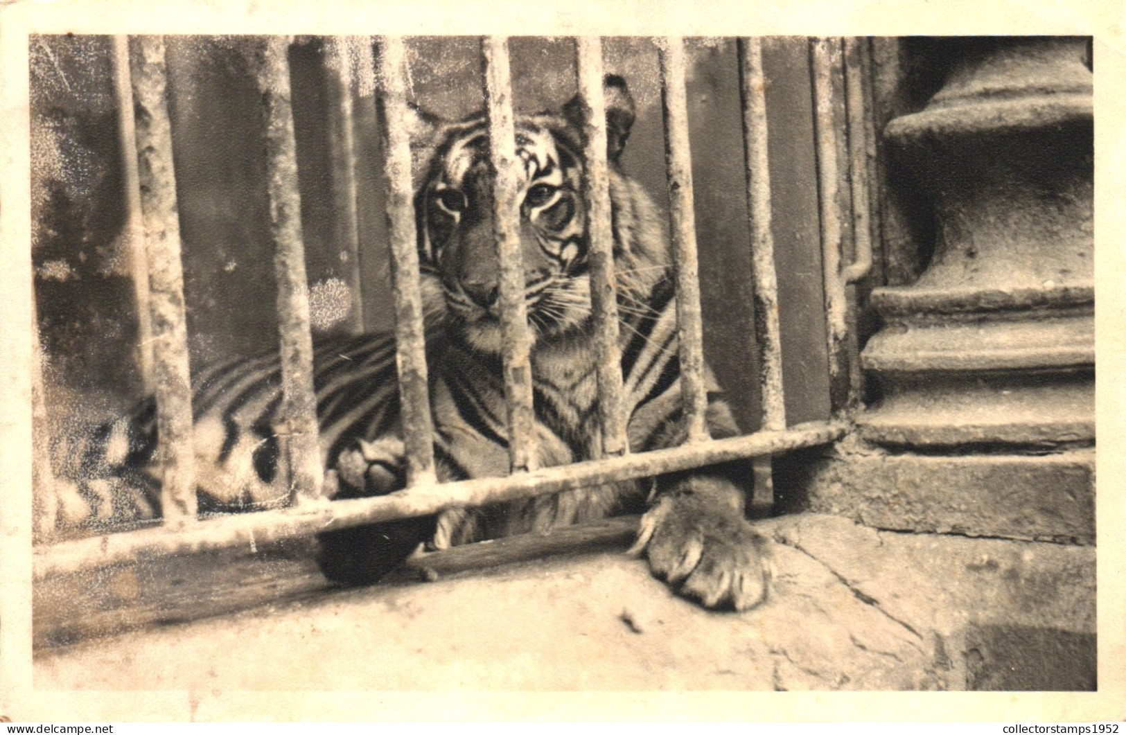 ANIMAL, TIGER, ZOO, FRANKFURT, GERMANY, POSTCARD - Tijgers