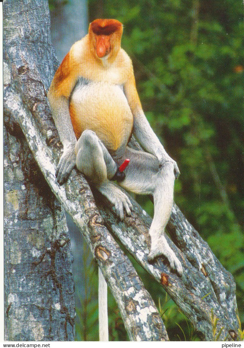 Malaysia Postcard Sent To Denmark 23-2-2007 Proboscis Monkey - Malaysia