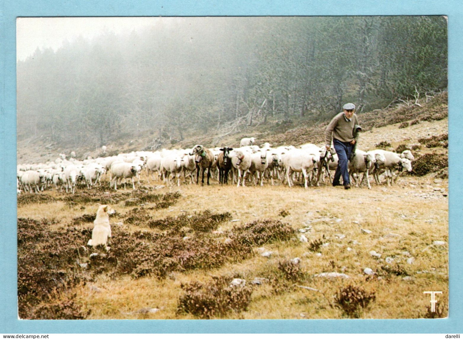 CP - Transhumance - Le Troupeau Quitte L'Espérou Dans Les Brumes De Septembre - Viehzucht