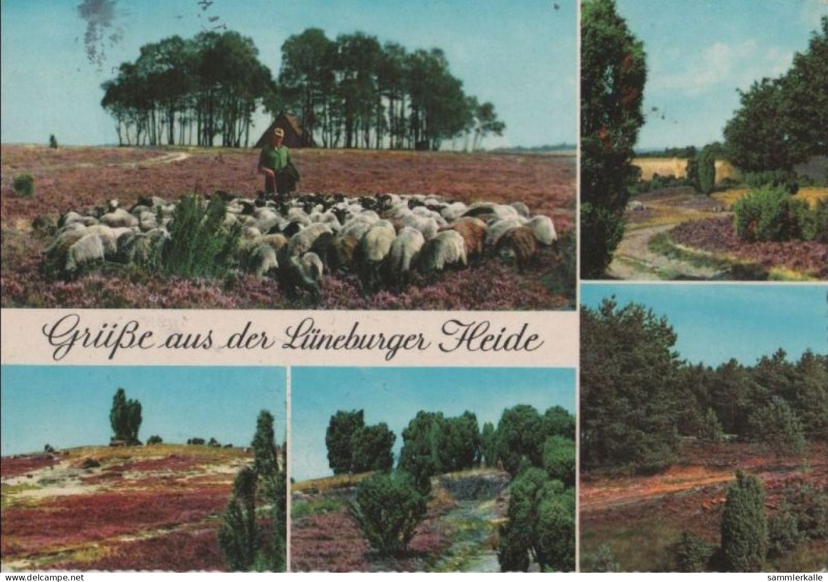 97812 - Lüneburger Heide - 1964 - Lüneburger Heide