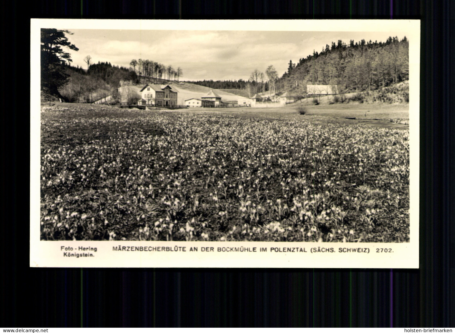 Polenztal, Sächs. Schweiz, Märzenbecherblüte An Der Bocksmühle - Autres & Non Classés