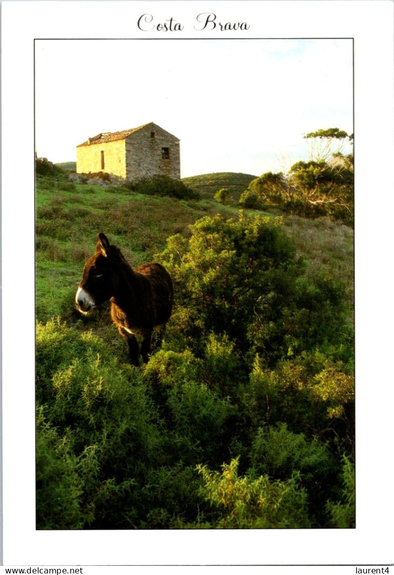 29-3-2024 (4 Y 21) Spain (posted) -  Ane In Costa Brava (but Posted In France) - Donkeys