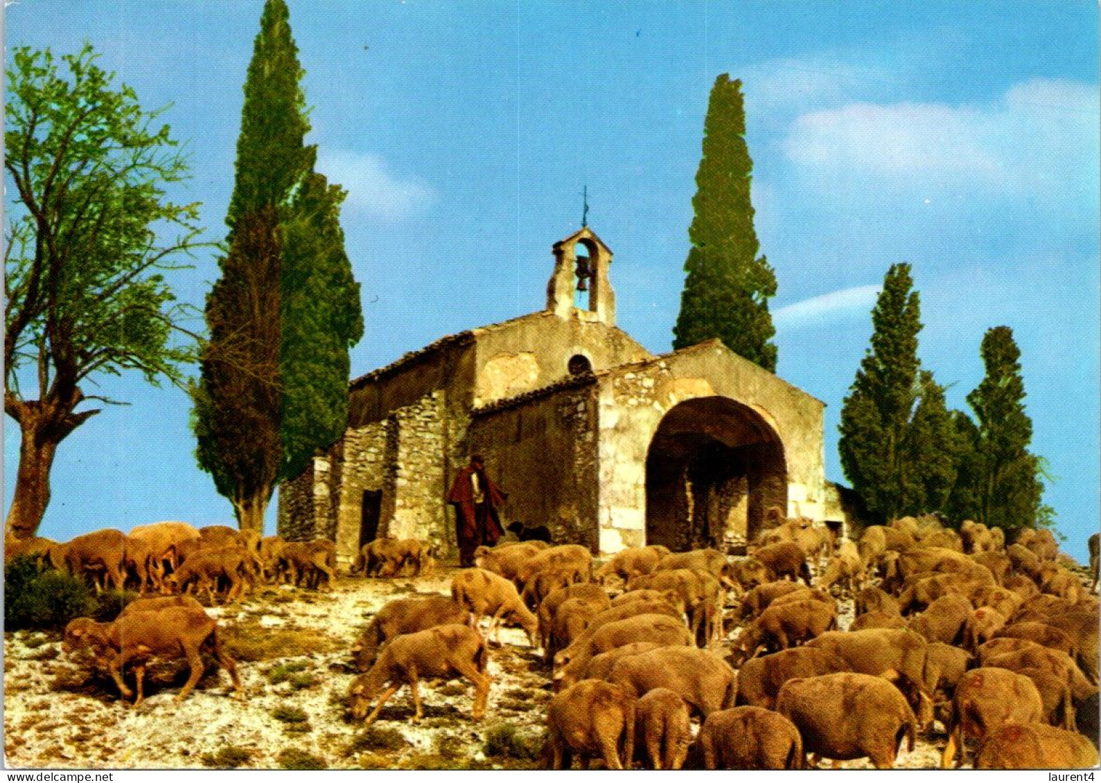 29-3-2024 (4 Y 22) France - Sheep In Provence (& Church) Mouton Et Eglise - Eglises Et Cathédrales