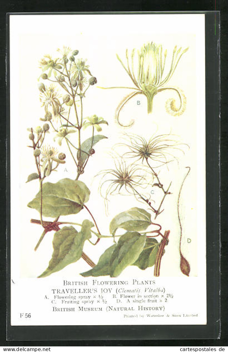 AK British Flowering Plants, Traveller's Joy  - Sonstige & Ohne Zuordnung