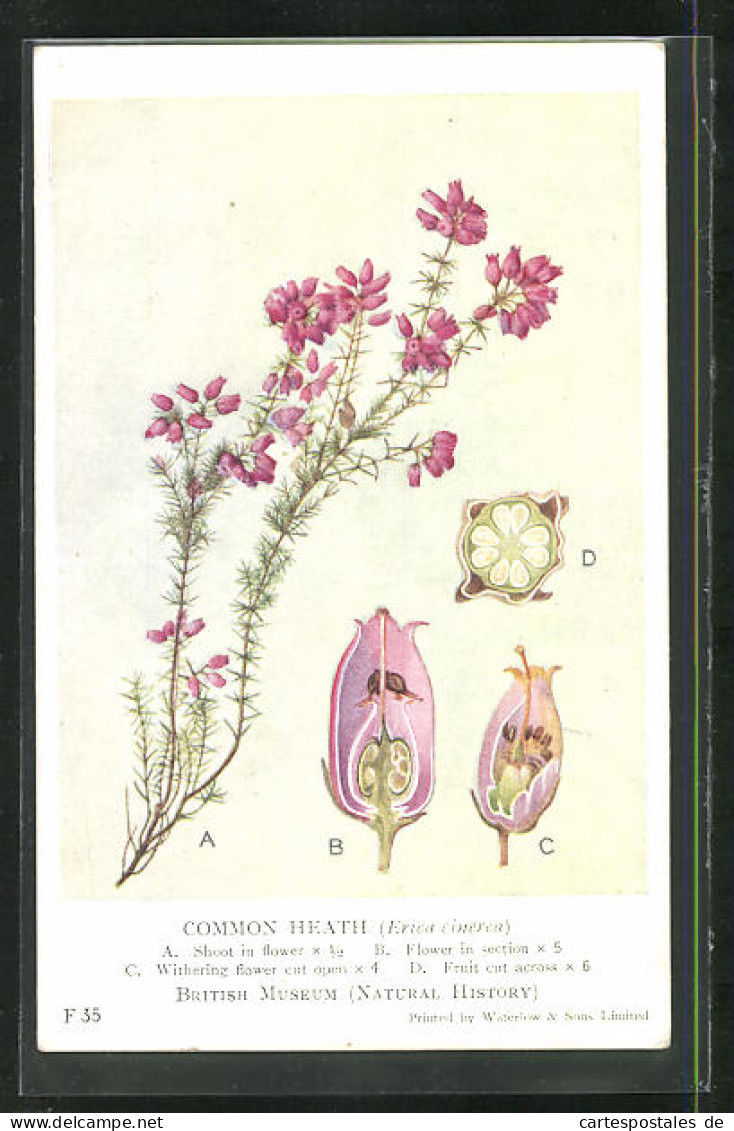 AK British Flowering Plants, Common Heath  - Altri & Non Classificati