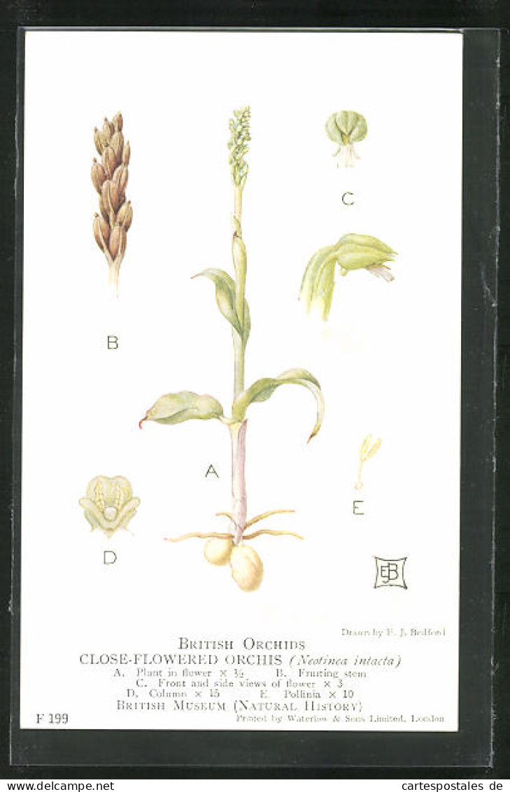 AK British Orchids, Close-flowered Orchis, Blume  - Sonstige & Ohne Zuordnung