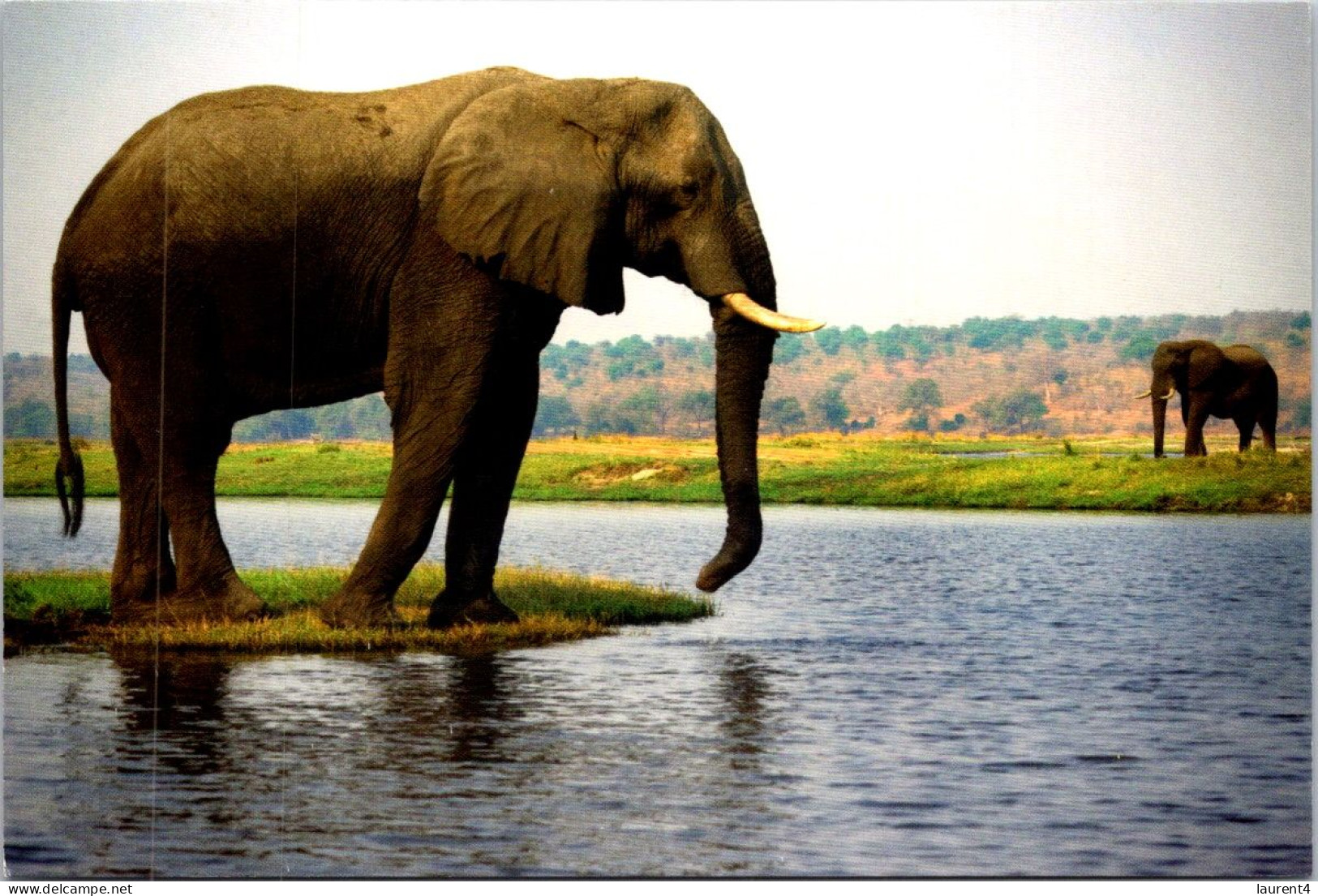 28-3-2024 (4 Y 25) Australia - Elephant - Elephants