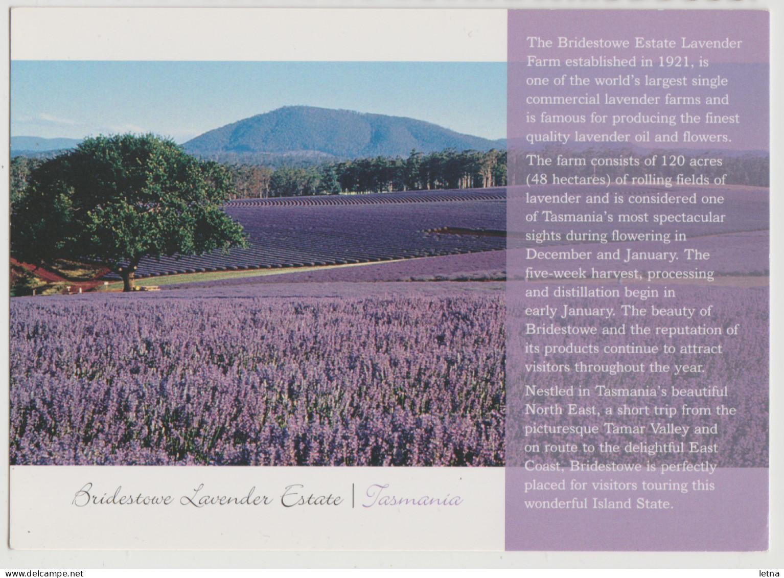 Australia TASMANIA TAS Lavender Farm Estate BRIDESTOWE VG TA183 Postcard C2000s - Otros & Sin Clasificación