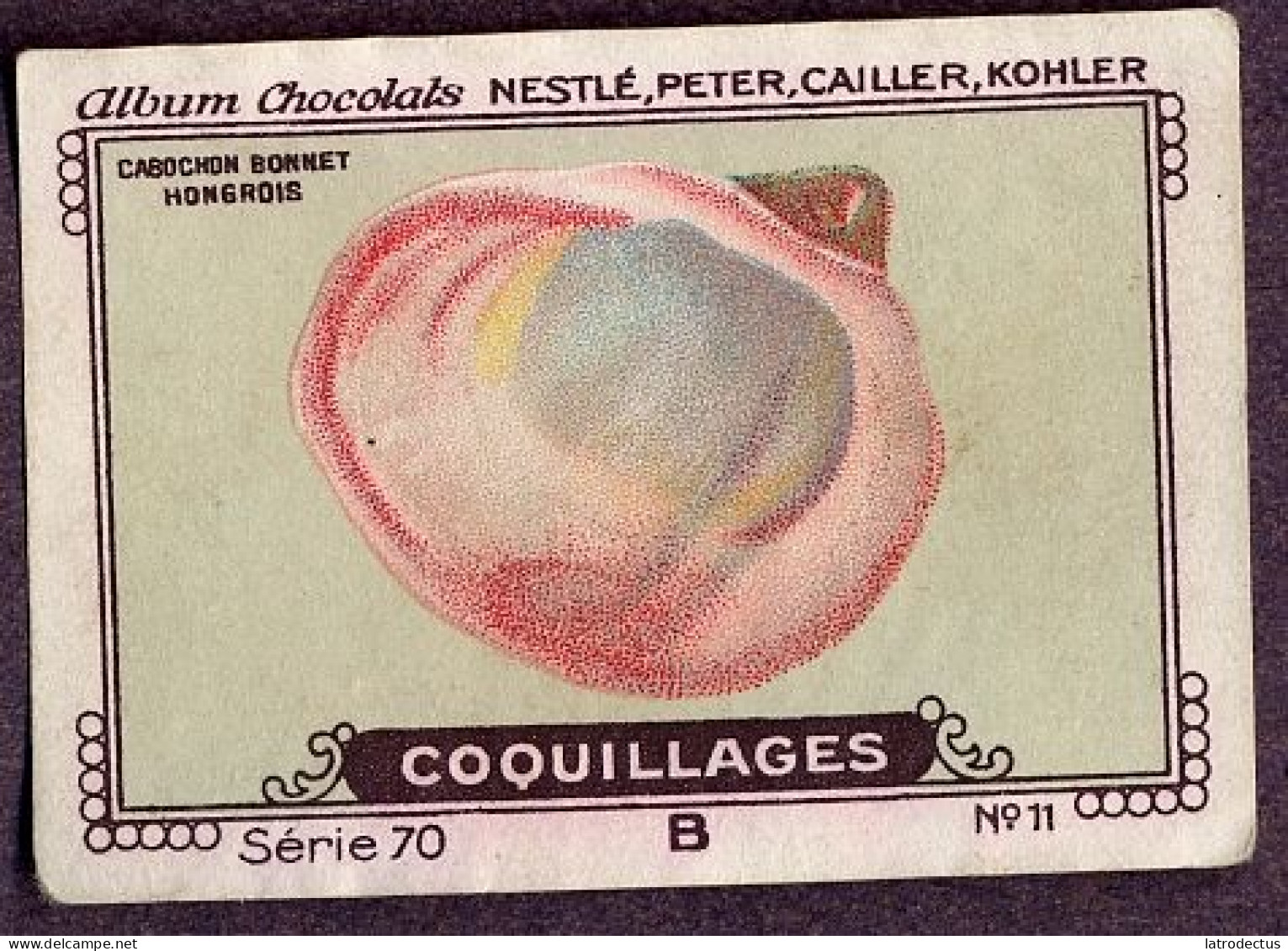 Nestlé - 70B - Coquillages, Shellfish - 11 - Cabochon Bonnet Hongrois - Nestlé