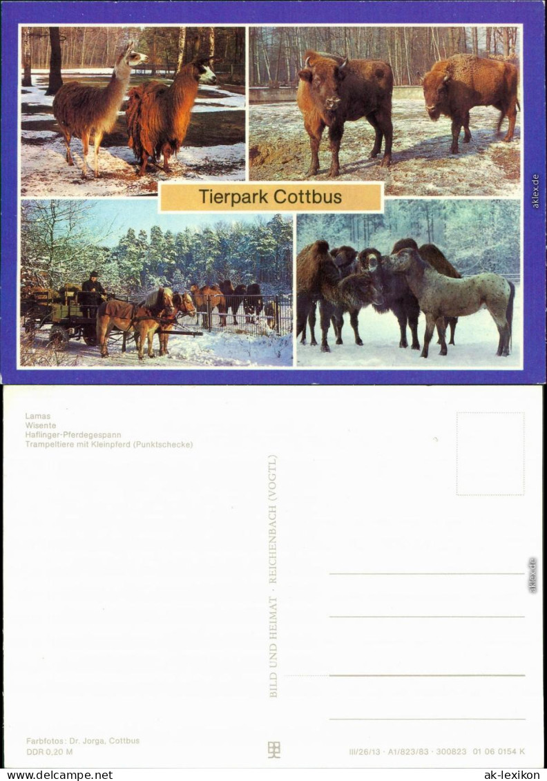 Ansichtskarte Cottbus Cho&#263;ebuz Winterpartien Im Tierpark Ua Wisente 1983 - Cottbus