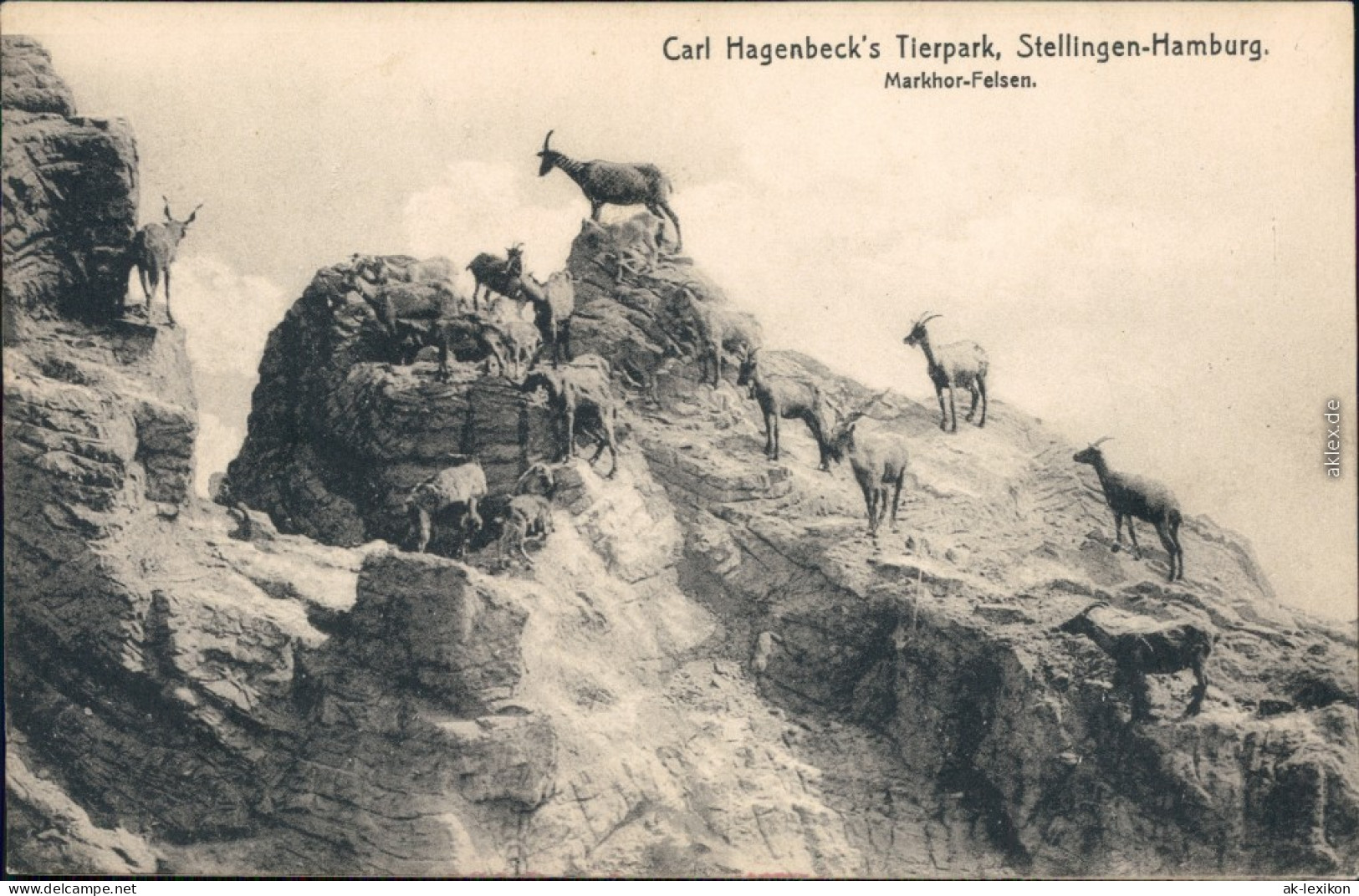 Ansichtskarte Stellingen-Hamburg Tierpark Hagenbeck - Markhor Felsen 1916  - Stellingen