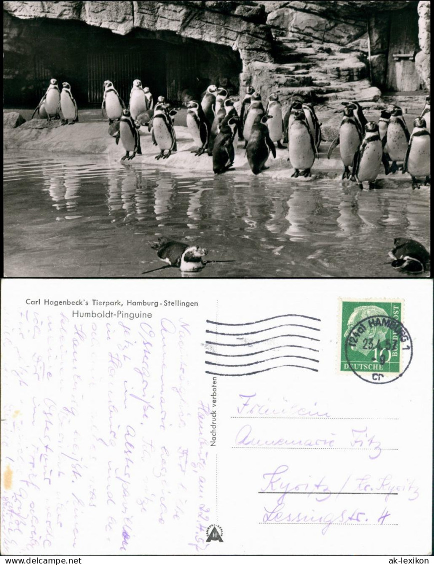 Ansichtskarte Stellingen-Hamburg Tierpark Hagenbeck Humboldt Pinguine 1957 - Stellingen