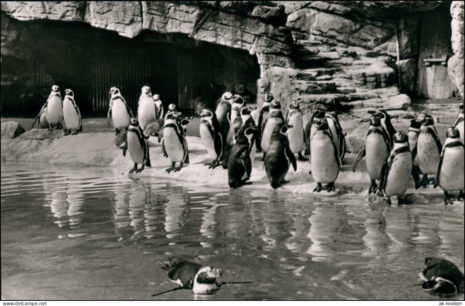 Ansichtskarte Stellingen-Hamburg Tierpark Hagenbeck Humboldt Pinguine 1957 - Stellingen