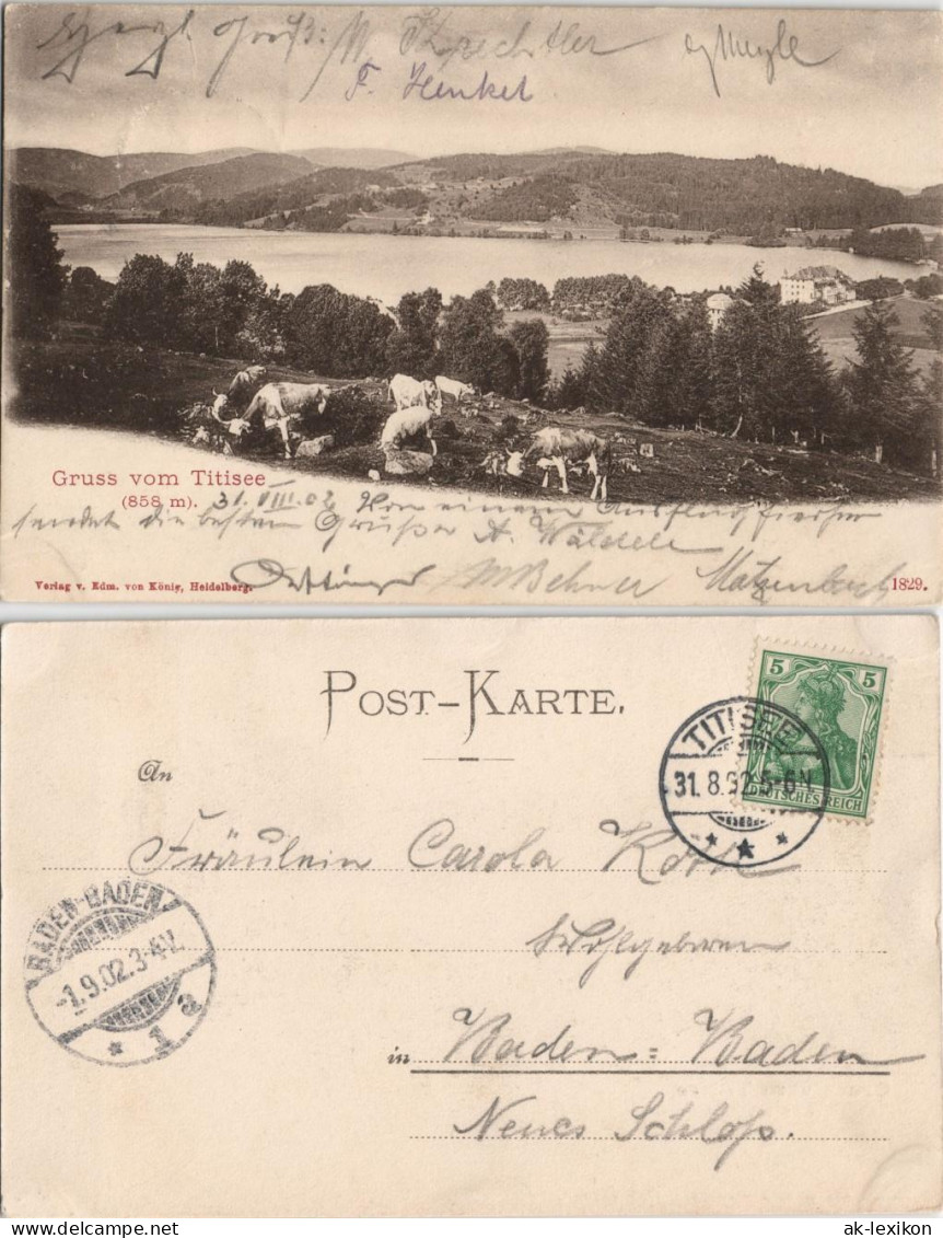 Ansichtskarte Titisee-Neustadt Kühe - Titisee (Schwarzwald) 1902 - Titisee-Neustadt