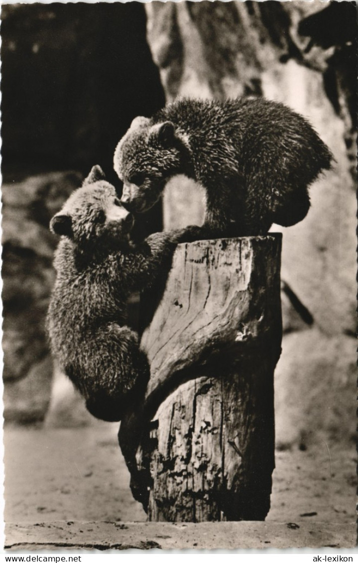 Ansichtskarte Charlottenburg-Berlin Zoologischer Garten - Braunbären 1967 - Charlottenburg