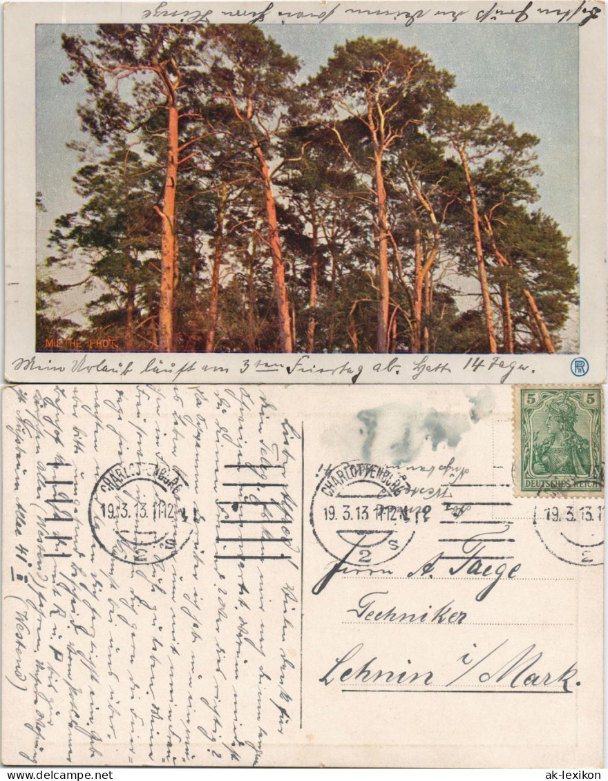 Stimmungsbilder: Natur - Kiefern, Gel Rollstempel Charlottenburg 1913 - Unclassified