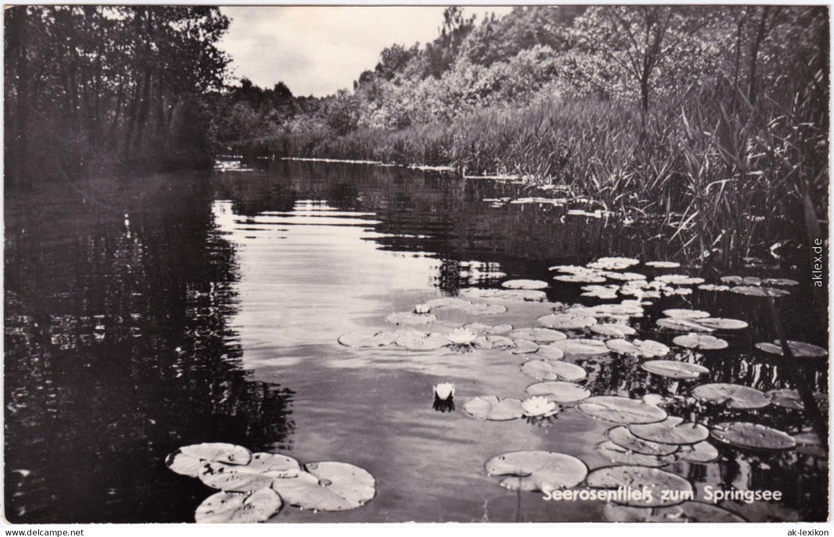 Storkow (Mark) Seerosen Am Springsee Ansichtskarte  1969 - Storkow